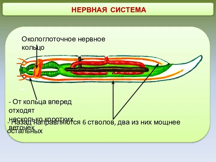 НЕРВНАЯ СИСТЕМА - От кольца вперед отходят несколько коротких веточек Окологлоточное нервное