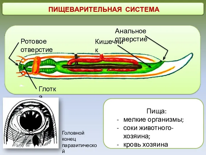 ПИЩЕВАРИТЕЛЬНАЯ СИСТЕМА Глотка Ротовое отверстие Головной конец паразитической кривоголовки Кишечник Анальное отверстие