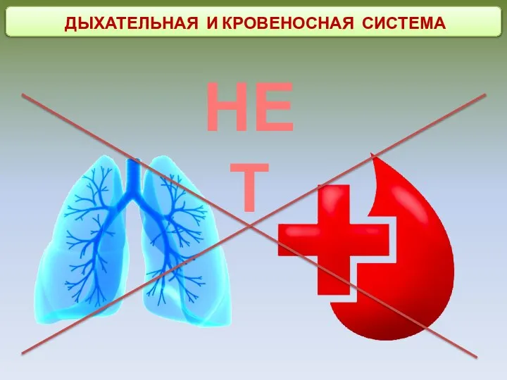 ДЫХАТЕЛЬНАЯ И КРОВЕНОСНАЯ СИСТЕМА НЕТ