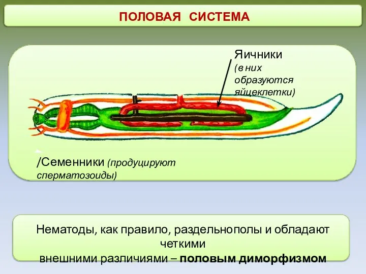 ПОЛОВАЯ СИСТЕМА Яичники (в них образуются яйцеклетки) Нематоды, как правило, раздельнополы и