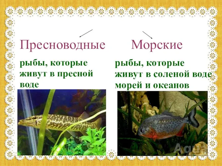 Рыбы Пресноводные рыбы, которые живут в пресной воде Морские рыбы, которые живут