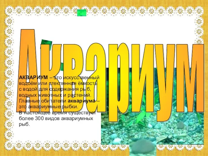 Аквариум АКВАРИУМ – это искусственный водоём или стеклянная ёмкость с водой для