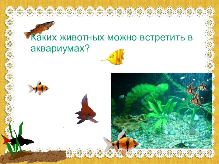 Каких животных можно встретить в аквариумах?