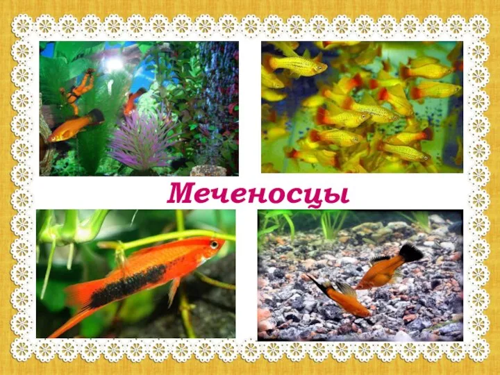 Меченосцы