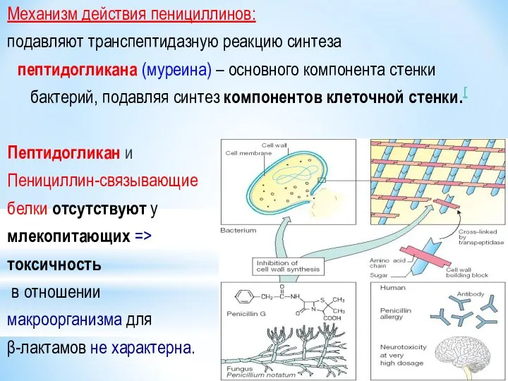 Механизм действия пенициллинов: подавляют транспептидазную реакцию синтеза пептидогликана (муреина) – основного компонента