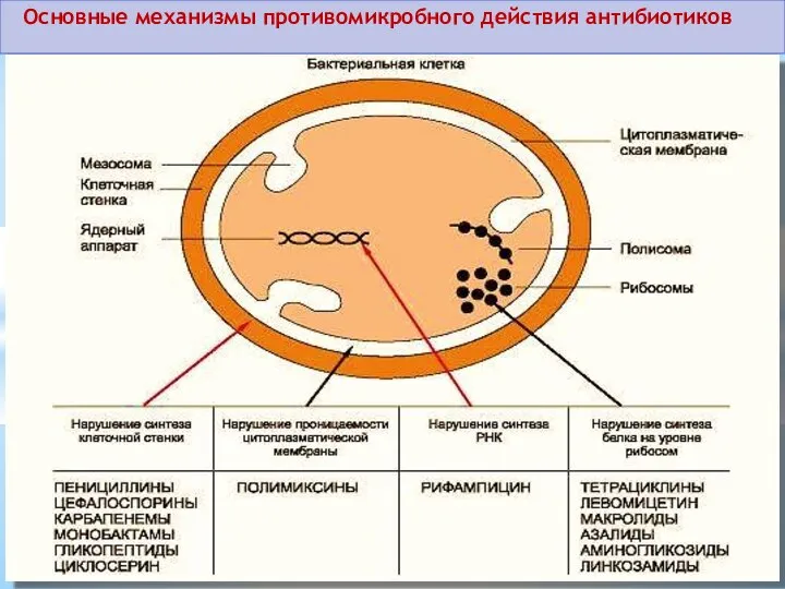 Основные механизмы противомикробного действия антибиотиков