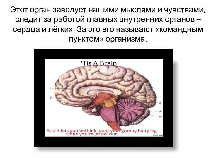 Этот орган заведует нашими мыслями и чувствами, следит за работой главных внутренних