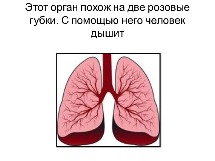 Этот орган похож на две розовые губки. С помощью него человек дышит