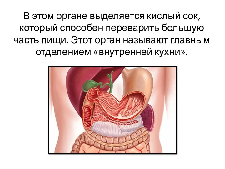 В этом органе выделяется кислый сок, который способен переварить большую часть пищи.