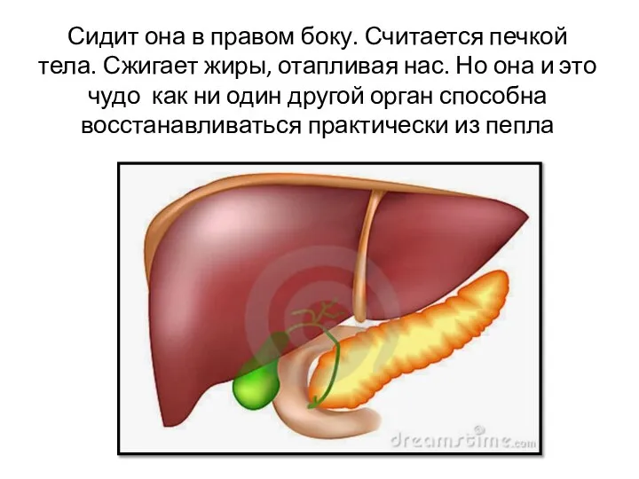 Сидит она в правом боку. Считается печкой тела. Сжигает жиры, отапливая нас.