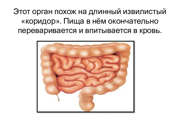 Этот орган похож на длинный извилистый «коридор». Пища в нём окончательно переваривается и впитывается в кровь.