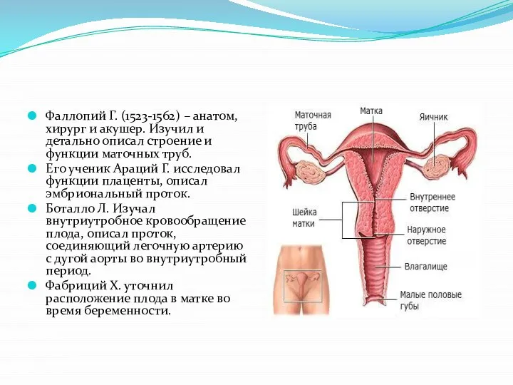 Фаллопий Г. (1523-1562) – анатом, хирург и акушер. Изучил и детально описал