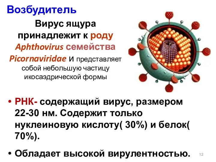 Возбудитель Вирус ящура принадлежит к роду Aphthovirus семейства Picornaviridae и представляет собой