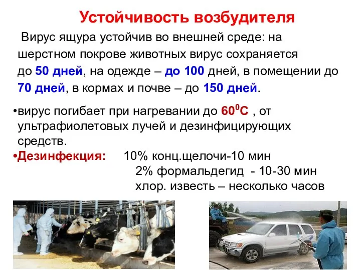 Устойчивость возбудителя Вирус ящура устойчив во внешней среде: на шерстном покрове животных