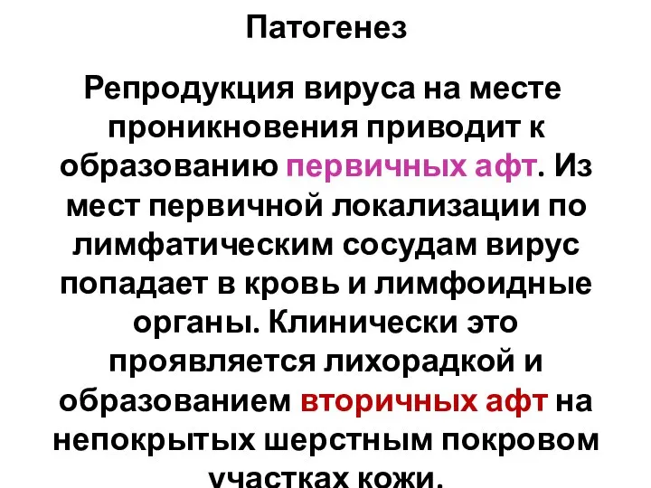 Патогенез Репродукция вируса на месте проникновения приводит к образованию первичных афт. Из