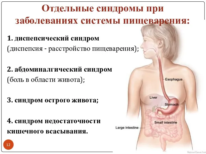 Отдельные синдромы при заболеваниях системы пищеварения: 1. диспепсический синдром (диспепсия - расстройство