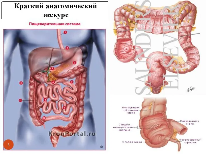 Краткий анатомический экскурс