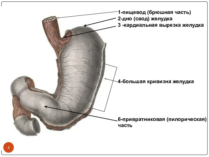 1-пищевод (брюшная часть) 2-дно (свод) желудка 3 -кардиальная вырезка желудка 4-большая кривизна желудка 6-привратниковая (пилорическая) часть