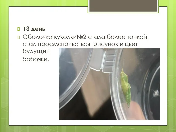 13 день Оболочка куколки№2 стала более тонкой, стал просматриваться рисунок и цвет будущей бабочки.