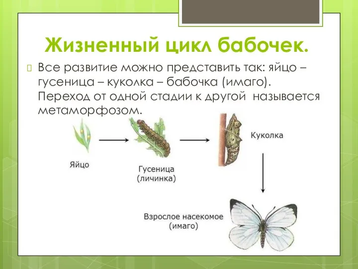 Жизненный цикл бабочек. Все развитие можно представить так: яйцо – гусеница –