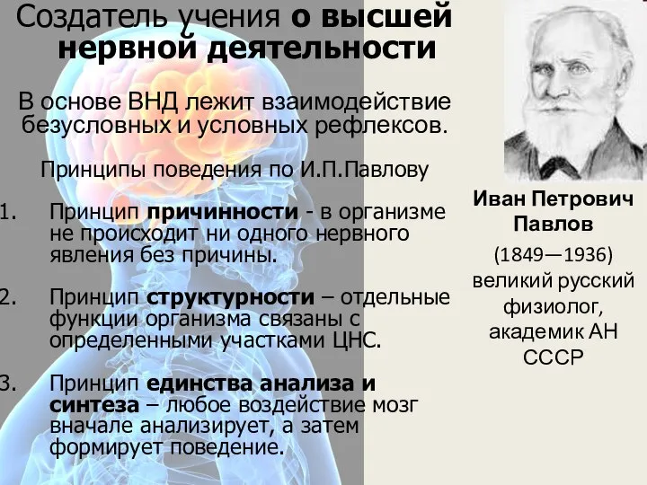 Иван Петрович Павлов (1849—1936) великий русский физиолог, академик АН СССР Создатель учения