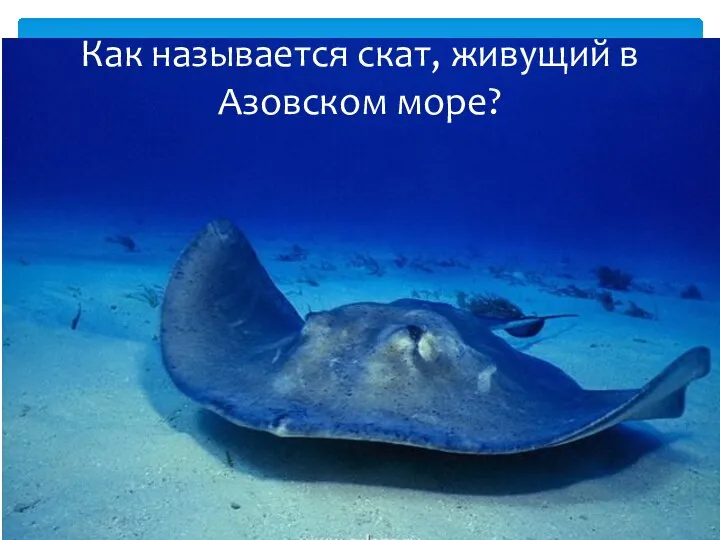 Как называется скат, живущий в Азовском море?