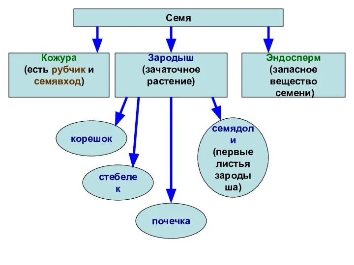 Семя Кожура (есть рубчик и семявход) Зародыш (зачаточное растение) Эндосперм (запасное вещество