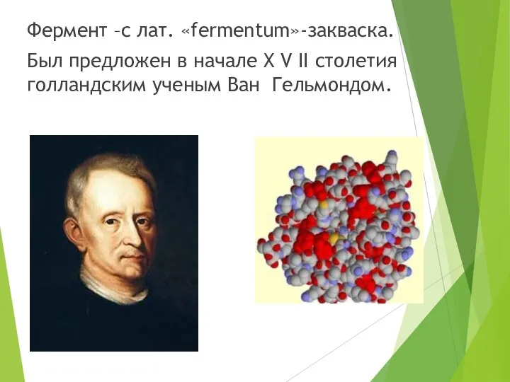 Фермент –с лат. «fermentum»-закваска. Был предложен в начале X V II столетия голландским ученым Ван Гельмондом.