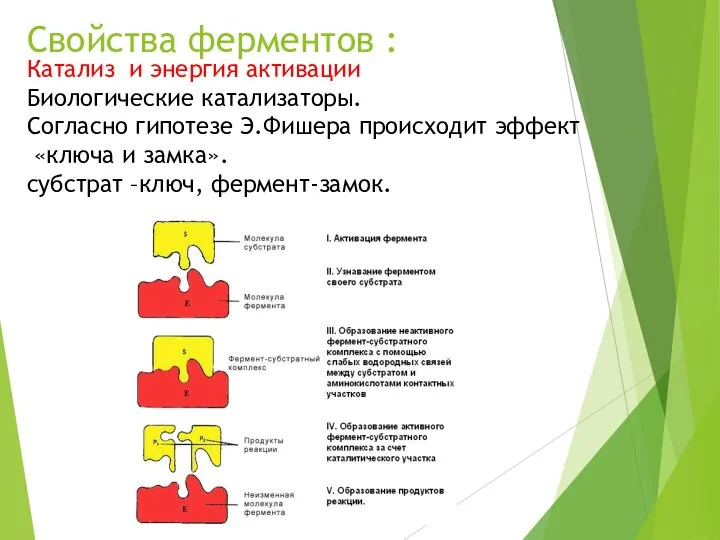 Свойства ферментов : Катализ и энергия активации Биологические катализаторы. Согласно гипотезе Э.Фишера