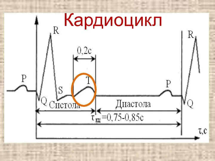 Кардиоцикл