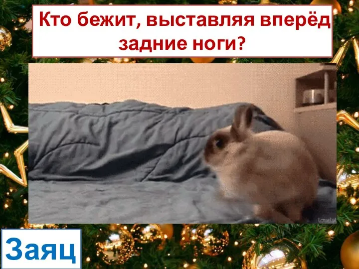 Кто бежит, выставляя вперёд задние ноги? Заяц