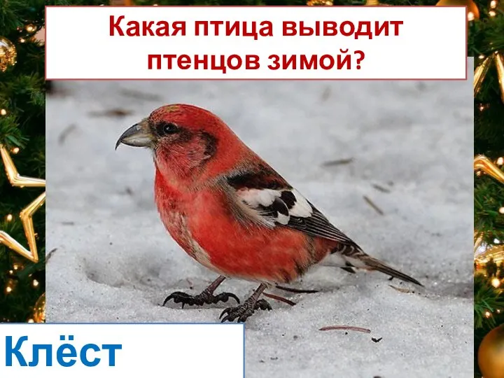 Какая птица выводит птенцов зимой? Клёст