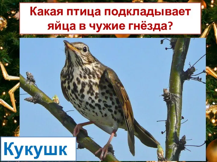 Какая птица подкладывает яйца в чужие гнёзда? Кукушка