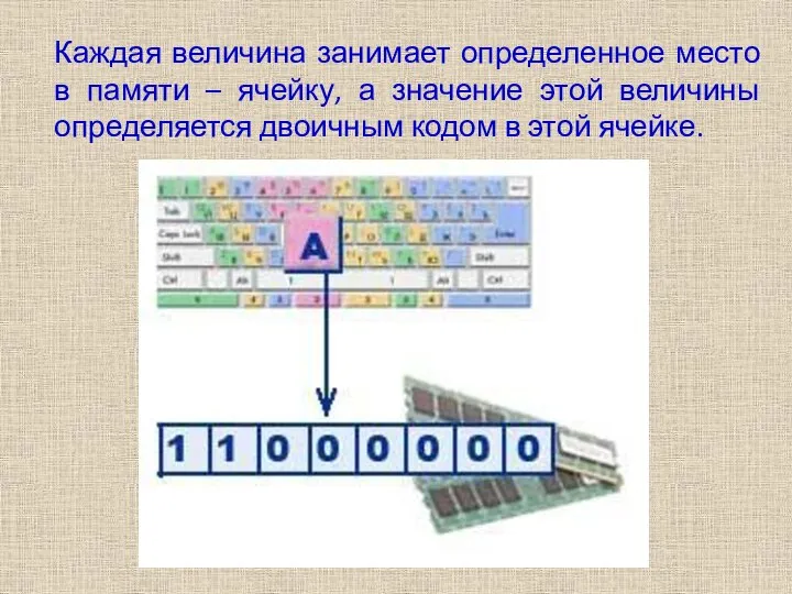 Каждая величина занимает определенное место в памяти – ячейку, а значение этой