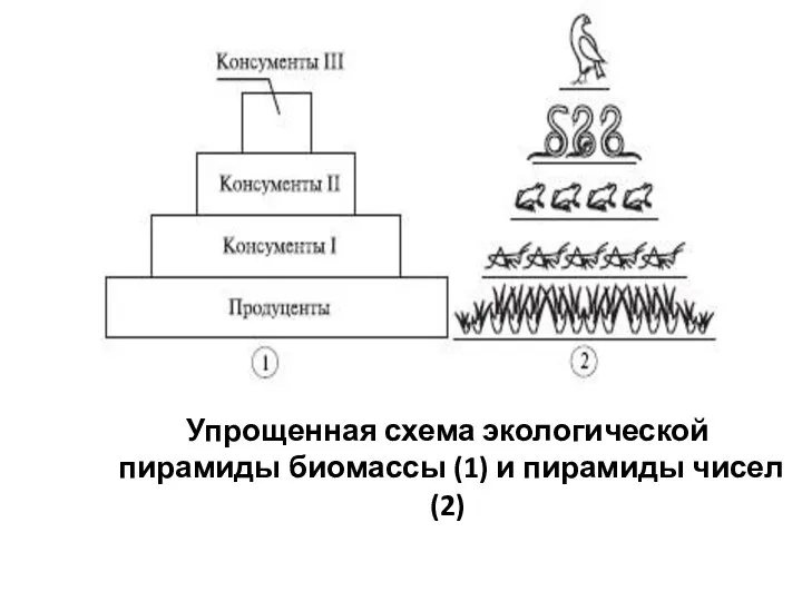 Упрощенная схема экологической пирамиды биомассы (1) и пирамиды чисел (2)