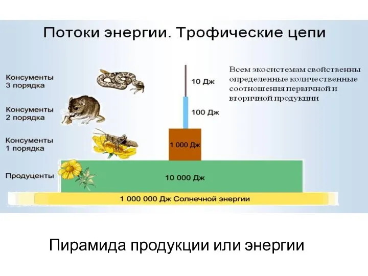 Пирамида продукции или энергии