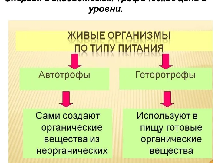 Энергия в экосистемах. Трофические цепи и уровни.