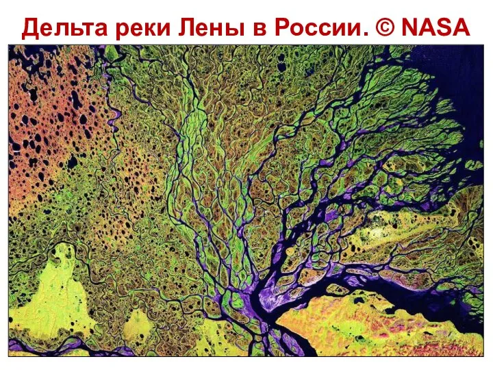 Дельта реки Лены в России. © NASA