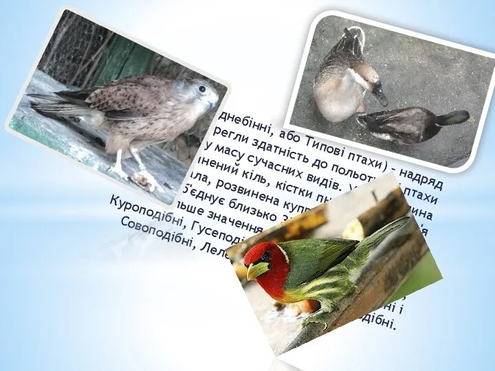 Кільові (Новопіднебінні, або Типові птахи) – надряд птахів, які зберегли здатність до