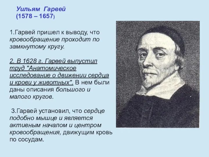 Уильям Гарвей (1578 – 1657) 1.Гарвей пришел к выводу, что кровообращение проходит