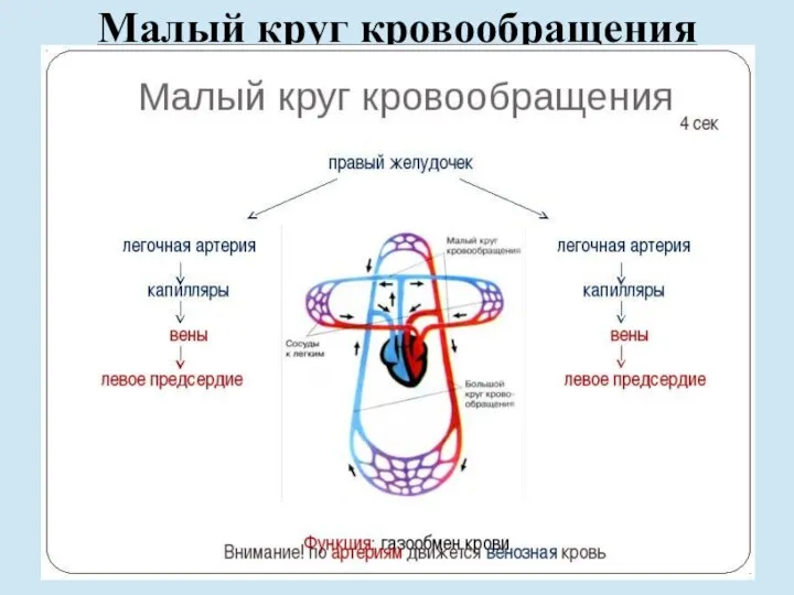 Малый круг кровообращения