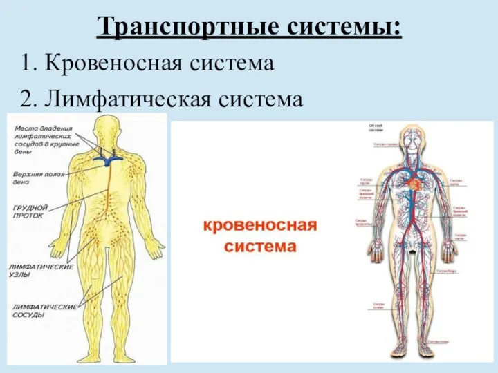 Транспортные системы: 1. Кровеносная система 2. Лимфатическая система