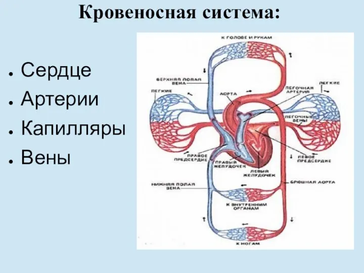 Кровеносная система: Сердце Артерии Капилляры Вены