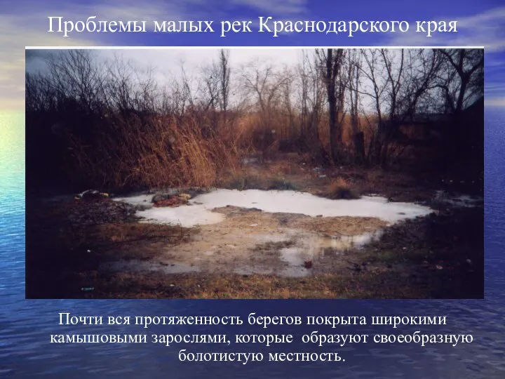 Проблемы малых рек Краснодарского края Почти вся протяженность берегов покрыта широкими камышовыми