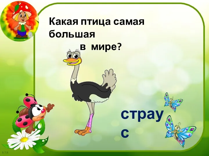 Какая птица самая большая в мире? страус