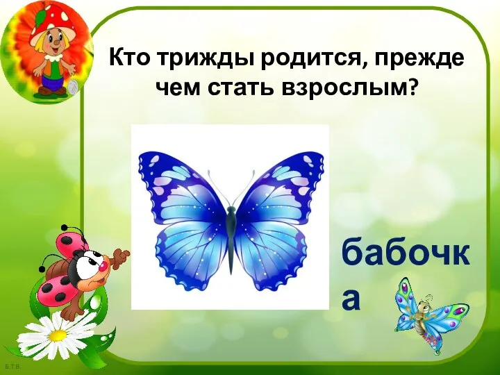 Кто трижды родится, прежде чем стать взрослым? бабочка