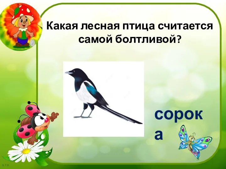 Какая лесная птица считается самой болтливой? сорока