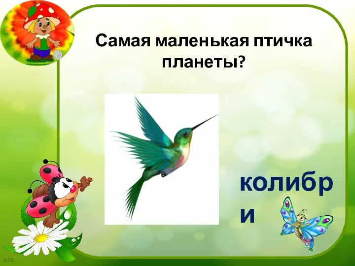 колибри Самая маленькая птичка планеты?