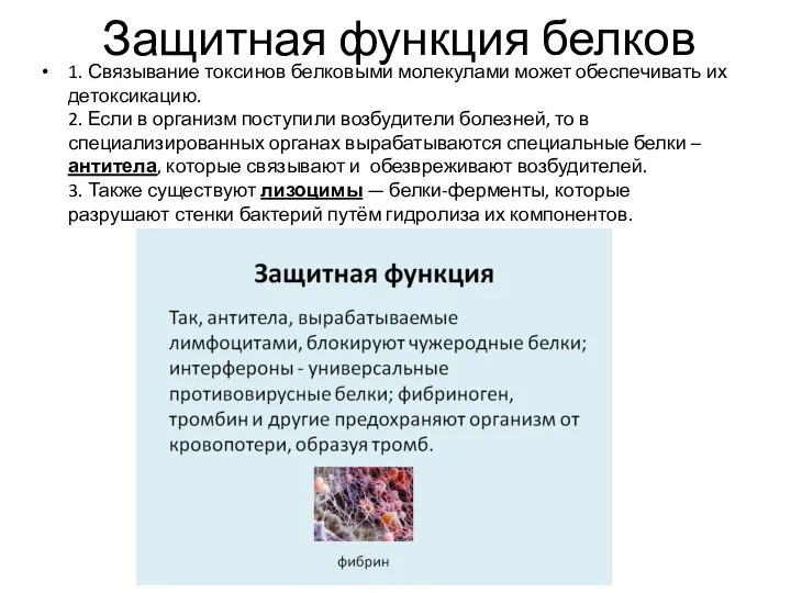 Защитная функция белков 1. Связывание токсинов белковыми молекулами может обеспечивать их детоксикацию.