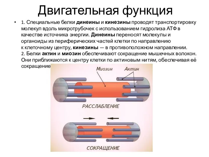 Двигательная функция 1. Специальные белки динеины и кинезины проводят транспортировку молекул вдоль